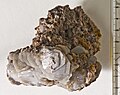 Baryte xx - Grube Wolkenhügel, Bad Lauterberg, Harz, Germany