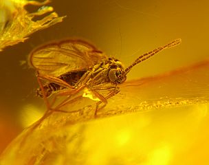 Dark-winged fungus gnat