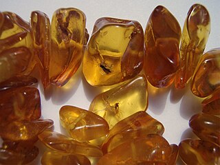 Baltic amber