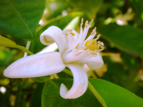 Neroli