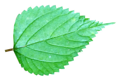 Patchouli-Leaf