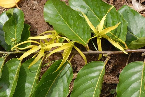 Ylang-Ylang-flower